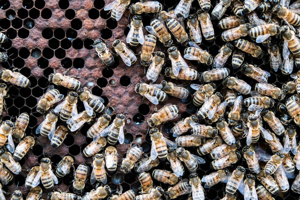 agricampus-venours-poitiers-CFPPA-brevet-pro-responsable-entreprise-agricole-apiculture-formation-continue-adulte-distance